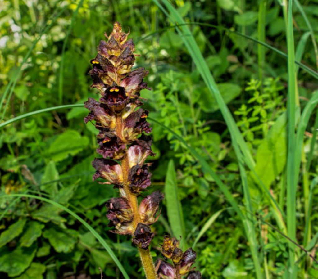 Orobanche sp.